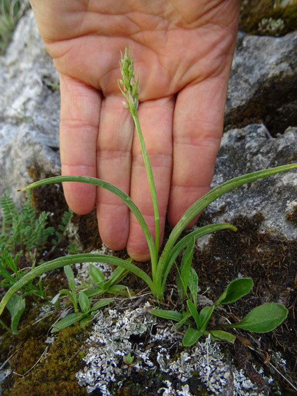 Gymnadenia odoratissima